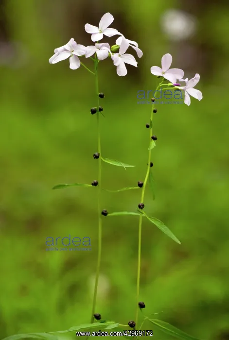 : Coralroot or Coral-root Bittercress - in flower : Coralroot or Coral-root Bittercress - in flower