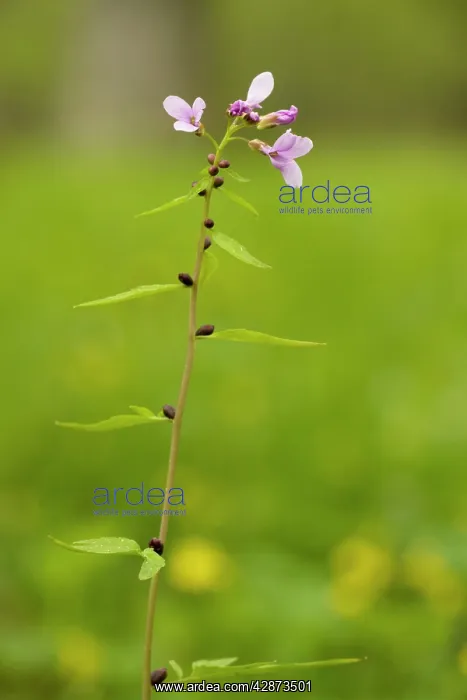 : Coralroot, or coralroot bittercress : Coralroot, or coralroot bittercress