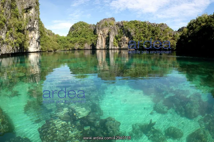 : Corals in quiet and clear waters of a Big Lagoon : Corals in quiet and clear waters of a Big Lagoon