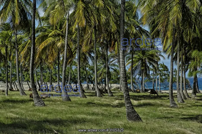 : Corbens Bay with view to Atlantic Ocean : Corbens Bay with view to Atlantic Ocean