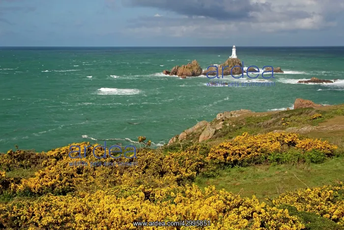 : Corbiere Lighthouse with Gorse in foreground : Corbiere Lighthouse with Gorse in foreground