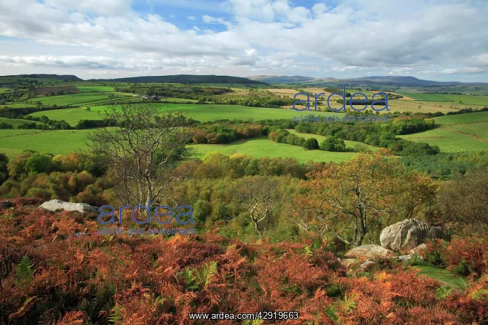 : Corby Crags, view from crags looking north towards : Corby Crags, view from crags looking north towards