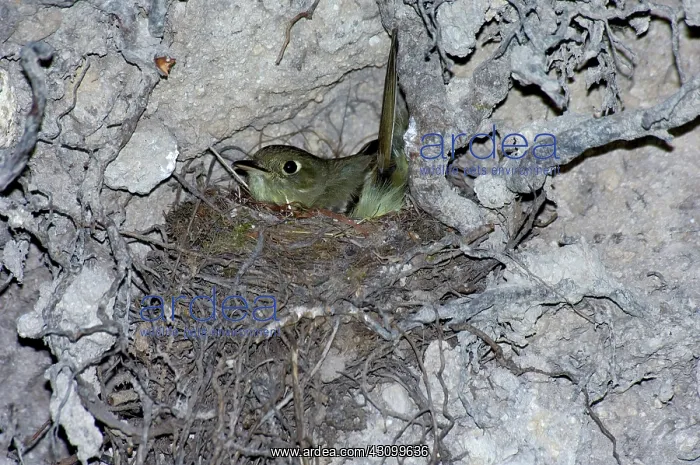 : Cordilleran Flycatcher on nest : Cordilleran Flycatcher on nest