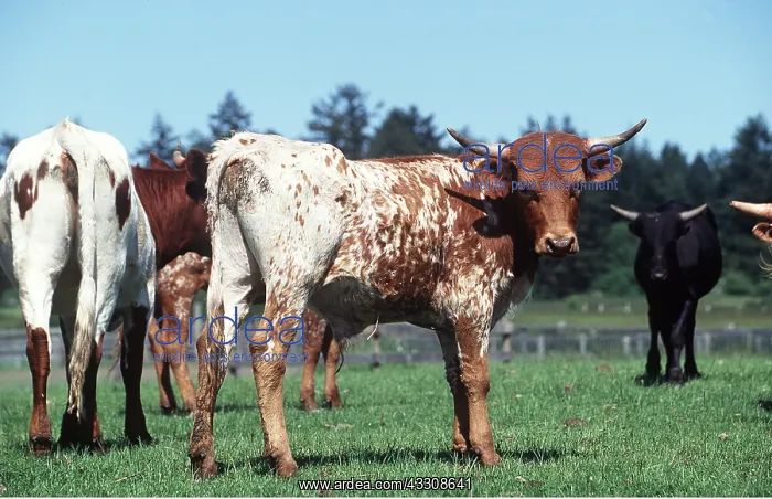 : CORDILLERAS CATTLE - IN FIELD : CORDILLERAS CATTLE - IN FIELD