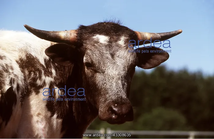 : CORDILLERAS COW - C / U HEAD : CORDILLERAS COW - C / U HEAD