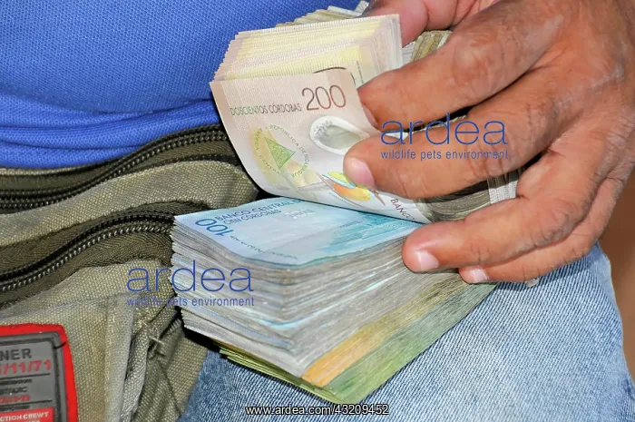 : Cordoba banknotes from a money changer, currency : Cordoba banknotes from a money changer, currency