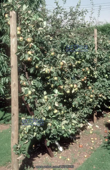  : Cordon Apple in Full Fruit