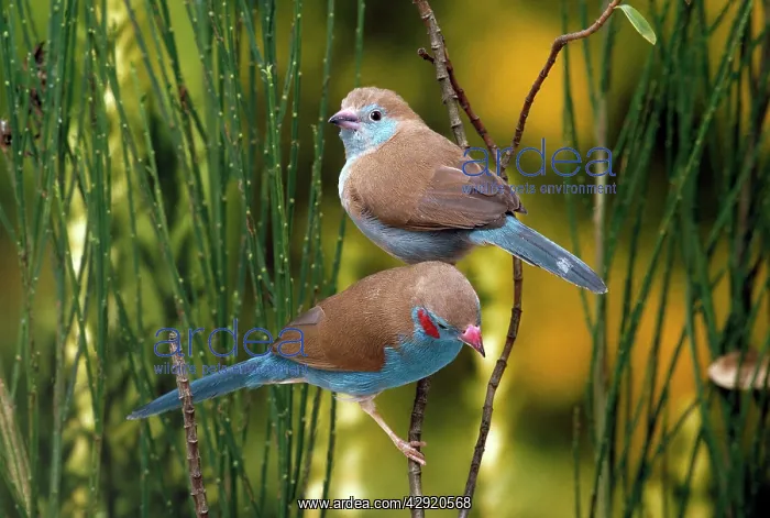  : CORDON BLEU