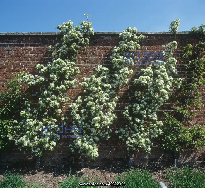 : Cordon pear trees : Cordon pear trees