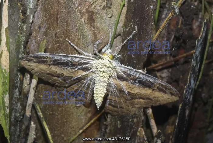 : Cordyceps Fungus on Moth : Cordyceps Fungus on Moth