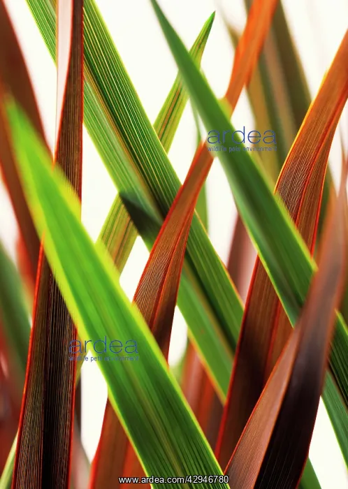 : Cordyline, Cordyline australis : Cordyline, Cordyline australis
