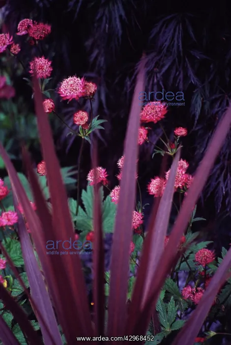 : Cordyline, Cordyline australis Purpurea : Cordyline, Cordyline australis Purpurea