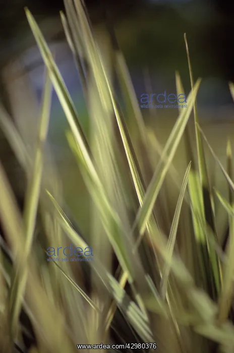 : Cordyline, Cordyline australis Torbay Dazzler : Cordyline, Cordyline australis Torbay Dazzler