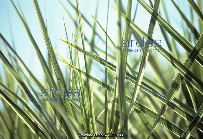 : Cordyline, Cordyline australis Torbay Dazzler : Cordyline, Cordyline australis Torbay Dazzler
