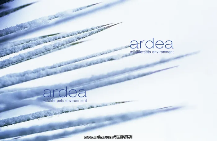: Cordyline, Cordyline australis Purpurea : Cordyline, Cordyline australis Purpurea