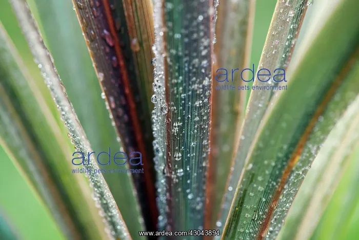 : Cordyline, Cordyline australis Sundance : Cordyline, Cordyline australis Sundance