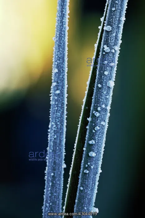 : Cordyline, Cordyline australis Sundance : Cordyline, Cordyline australis Sundance