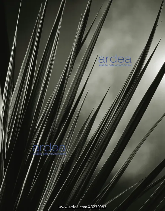 : Cordyline, Cordyline australis : Cordyline, Cordyline australis