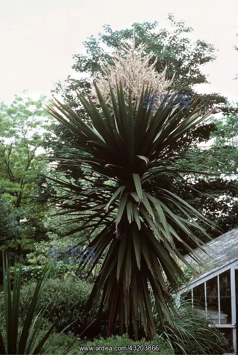 : CORDYLINE AUSTRALIS : CORDYLINE AUSTRALIS