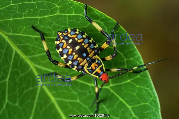 : Coreid Bug / Leaf footed Bug / Mesquite Bug, Nymph : Coreid Bug / Leaf footed Bug / Mesquite Bug, Nymph