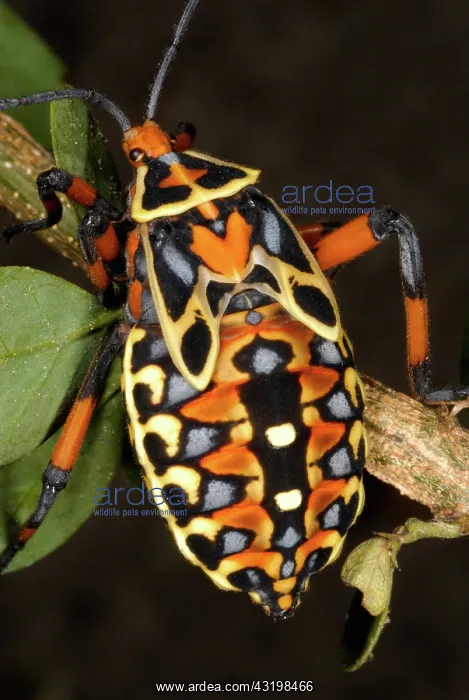 : Coreid Bug Nymph : Coreid Bug Nymph