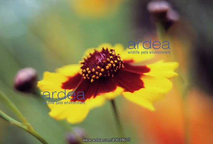 : Coreopsis : Coreopsis