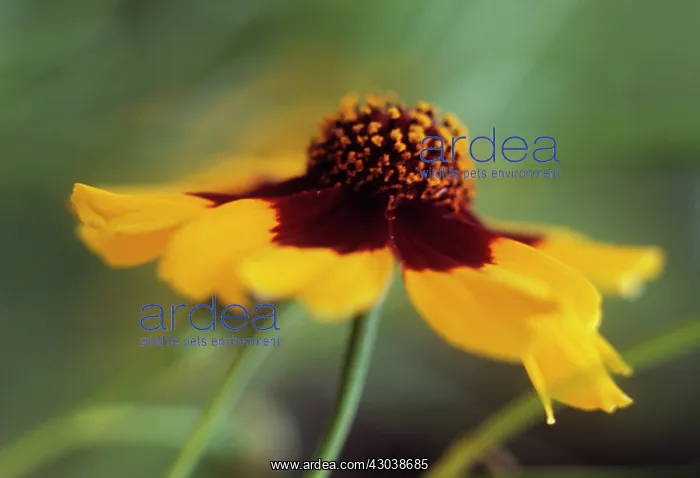 : Coreopsis : Coreopsis