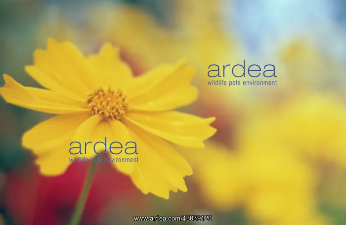 : Coreopsis, Coreopsis auriculata : Coreopsis, Coreopsis auriculata
