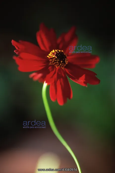 : Coreopsis, Coreopsis Limerock Ruby : Coreopsis, Coreopsis Limerock Ruby