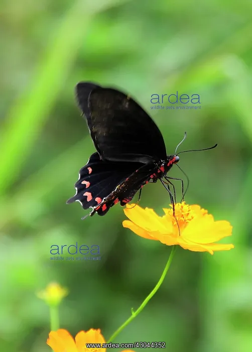 : Coreopsis. Mexico, Jalisco, Puerto Vallarta, Black : Coreopsis. Mexico, Jalisco, Puerto Vallarta, Black