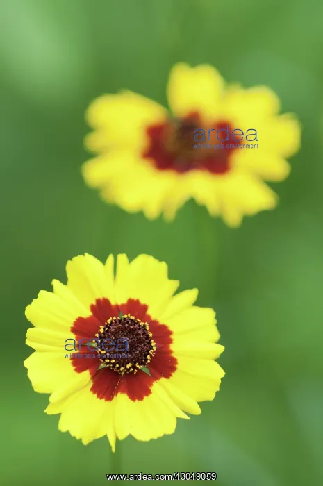 : Coreopsis, Coreopsis tinctoria : Coreopsis, Coreopsis tinctoria