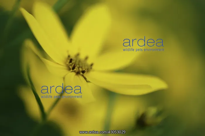 : Coreopsis, Coreopsis verticillata : Coreopsis, Coreopsis verticillata