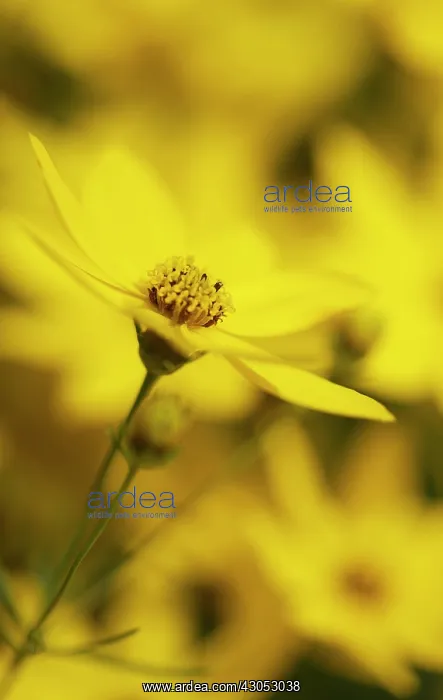 : Coreopsis, Coreopsis verticillata : Coreopsis, Coreopsis verticillata