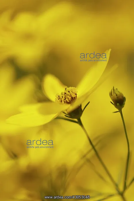 : Coreopsis, Coreopsis verticillata : Coreopsis, Coreopsis verticillata