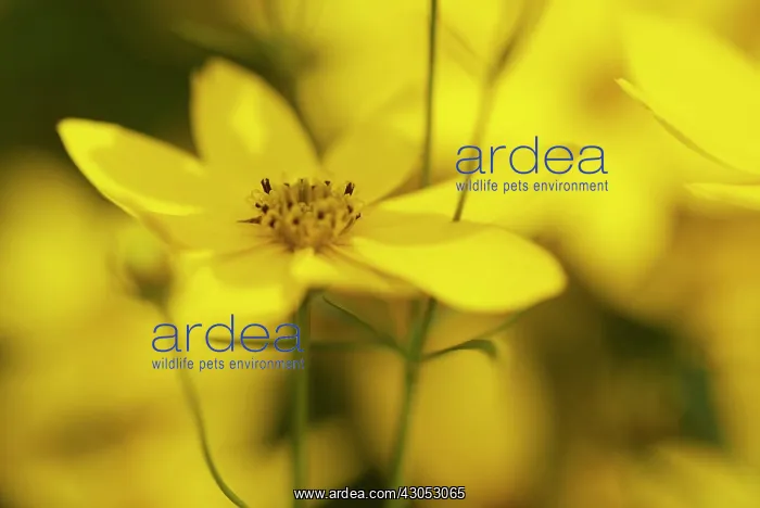 : Coreopsis, Coreopsis verticillata : Coreopsis, Coreopsis verticillata