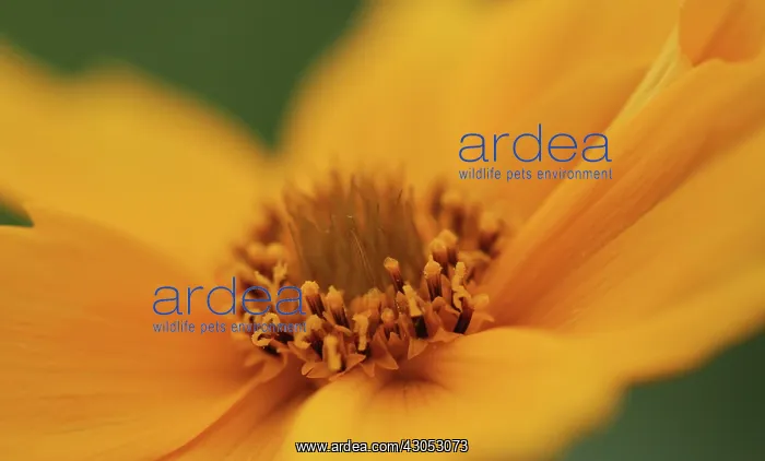 : Coreopsis, Coreopsis auriculata : Coreopsis, Coreopsis auriculata