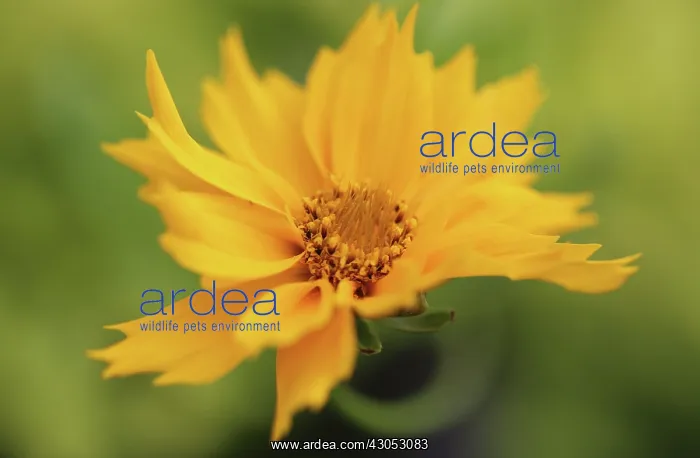 : Coreopsis, Coreopsis auriculata : Coreopsis, Coreopsis auriculata
