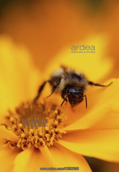 : Coreopsis, Coreopsis auriculata : Coreopsis, Coreopsis auriculata