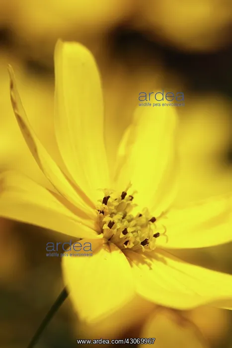 : Coreopsis, Coreopsis verticillata : Coreopsis, Coreopsis verticillata