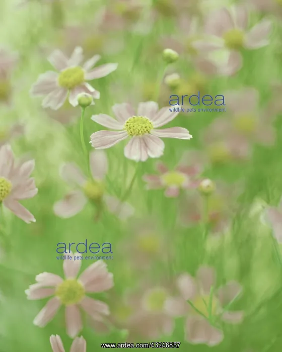 : Coreopsis, Coreopsis rosea American Dream : Coreopsis, Coreopsis rosea American Dream
