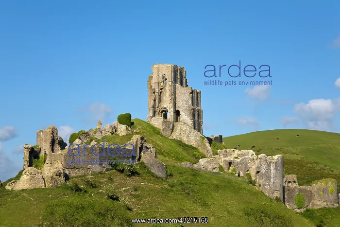 : Corfe Castle, Corfe, Dorset, England : Corfe Castle, Corfe, Dorset, England