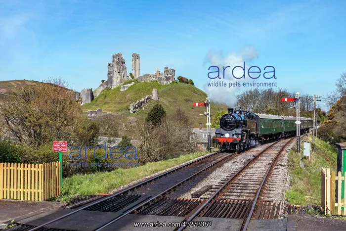 : Corfe Castle - Swanage Railway - Dorset - UK : Corfe Castle - Swanage Railway - Dorset - UK