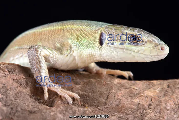 : The Corfu green lizard (Lacerta trilineata major)