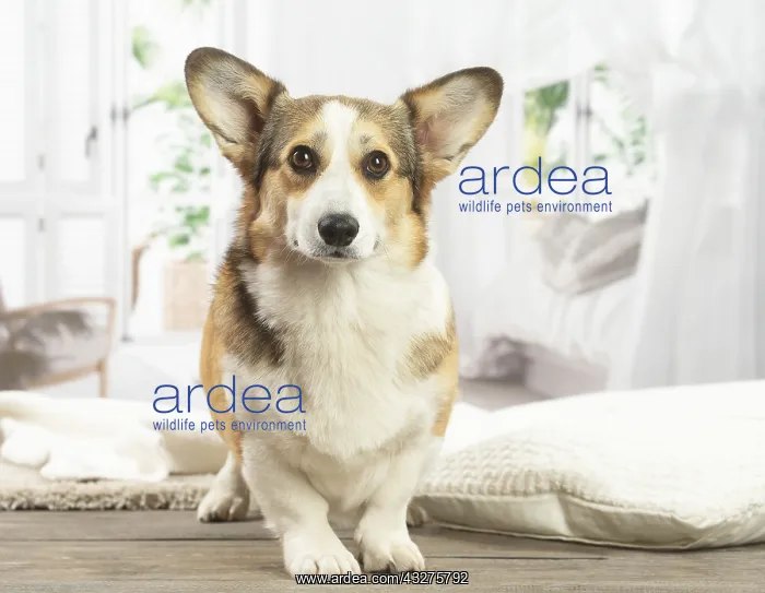 : Corgi dog indoors : Corgi dog indoors