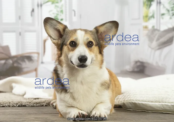 : Corgi dog indoors : Corgi dog indoors