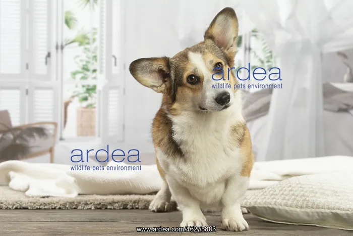 : Corgi dog indoors : Corgi dog indoors