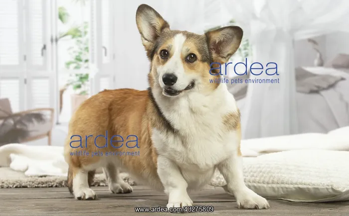 : Corgi dog indoors : Corgi dog indoors
