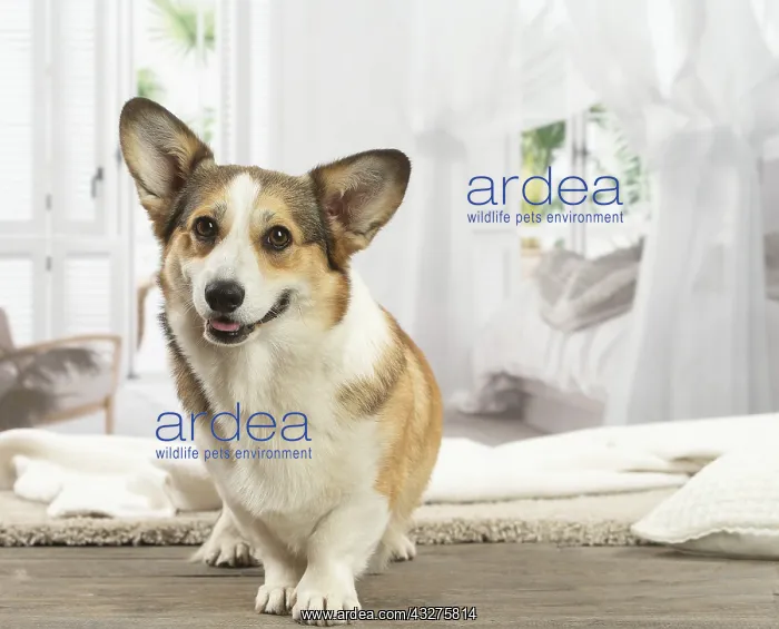 : Corgi dog indoors : Corgi dog indoors
