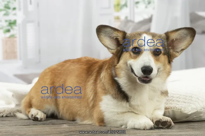 : Corgi dog indoors : Corgi dog indoors