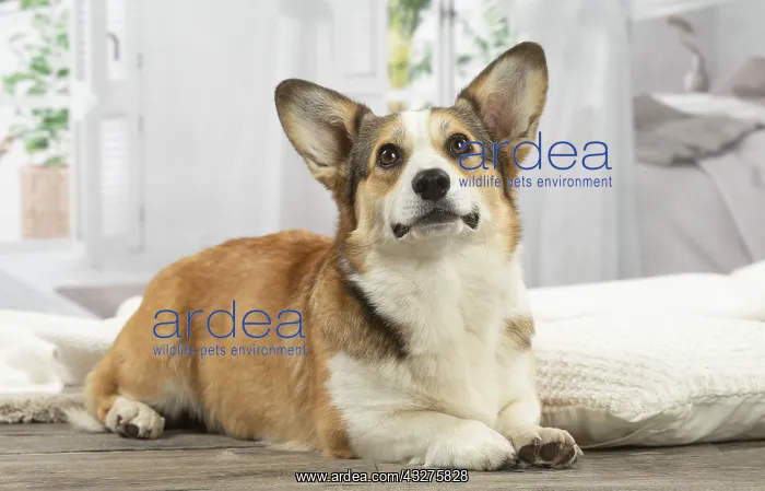 : Corgi dog indoors : Corgi dog indoors